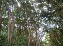 Imagen Bosque los Arrayanes